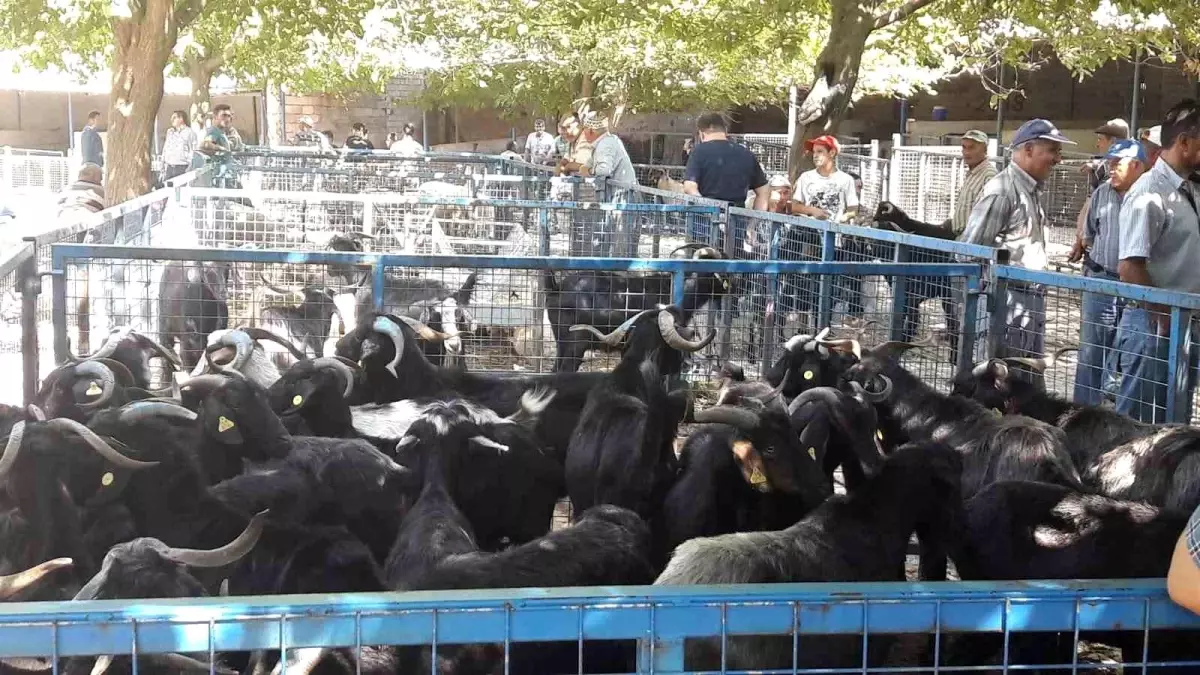 Muğla'da Kurban Bayramı Hazırlıkları Tamamlandı