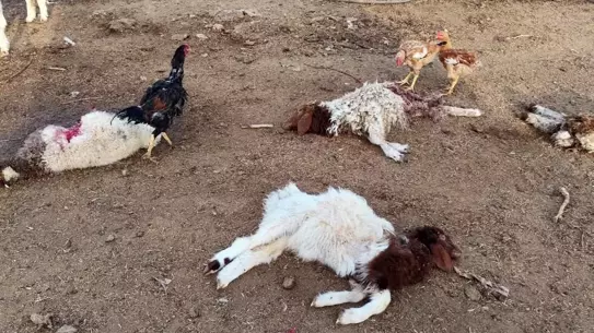 33 Kuzu Köpeklerin Saldırısıyla Telef Oldu