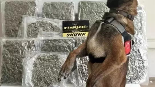 Balıkesir'de Operasyonda 10 Kilo Esrar Ele Geçirildi