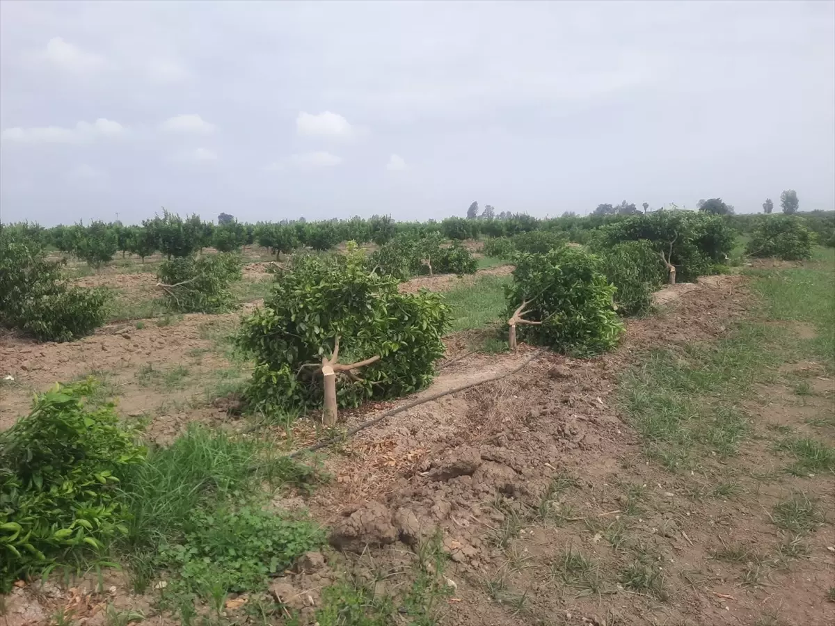 Tarsus'ta Çiftçinin 460 Mandalina Ağacı Kesildi