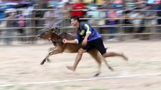 Tayland'da Öküz Arabası Yarışı Heyecan Yarattı