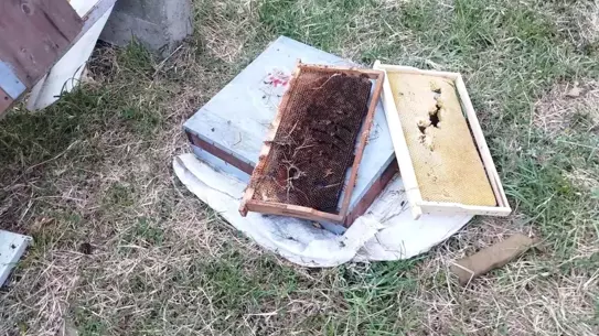 Kastamonu'da Ayı Saldırısı: 6 Kovan Telef Oldu