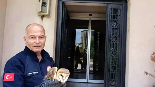 Balkon Pervazına Çarpan Baykuş Kurtarıldı