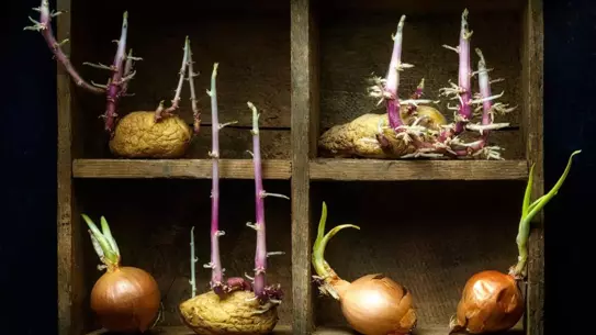 Filizlenen Patates Yenir mi?