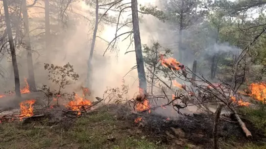 Bolu'da Yıldırım Yangını Kontrol Altına Alındı