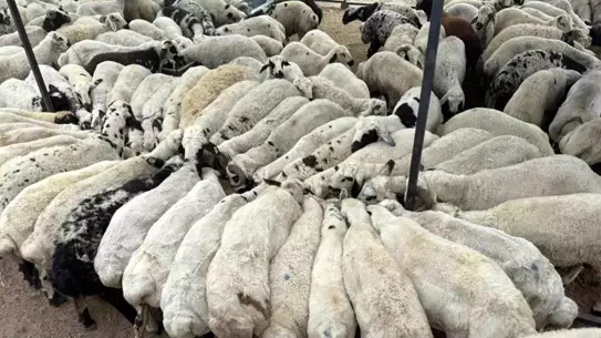 Kurbanlık Alırken Dikkat!