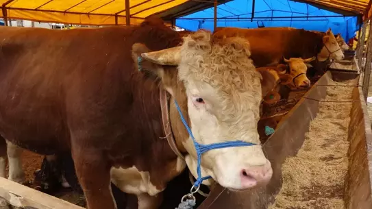 Trabzon'da Kurban Pazarında Hareketlilik