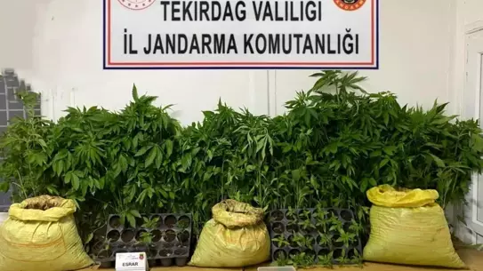 Tekirdağ'da Uyuşturucu Operasyonları