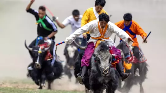 Lhasa'da Geleneksel Tibet Sığırı Yarışı