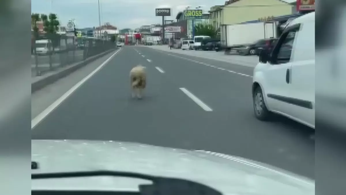 Yalova'da Kaçan Koyun Trafiği Yavaşlattı