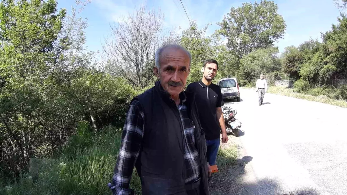 Mudurnu'da Yavru Karaca Telef Oldu