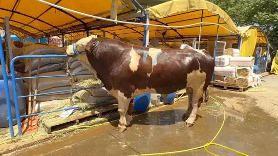 Kurban Pazarında Şampiyon Dana Satıldı