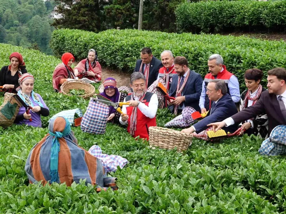 Tarım ve Orman Bakanı Yumaklı Çay Hasadı ve İklim Üzerine Açıklamalarda Bulundu
