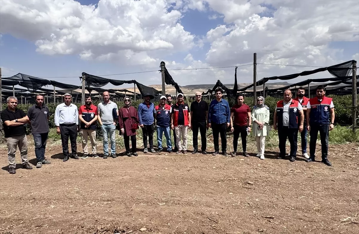 Siirt'te Böğürtlen Üretim Projesi