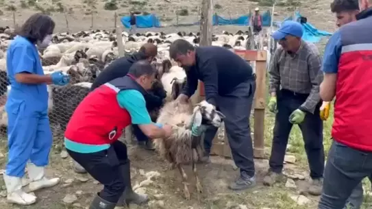 Yüksekova'da Şap Aşısı Seferberliği
