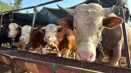 Erzincan'da Kurban Bayramı Öncesi Kurallar Açıklandı