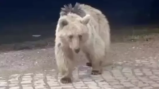 Bozayı Tatilcilerin Yanında Karpuz Yedi