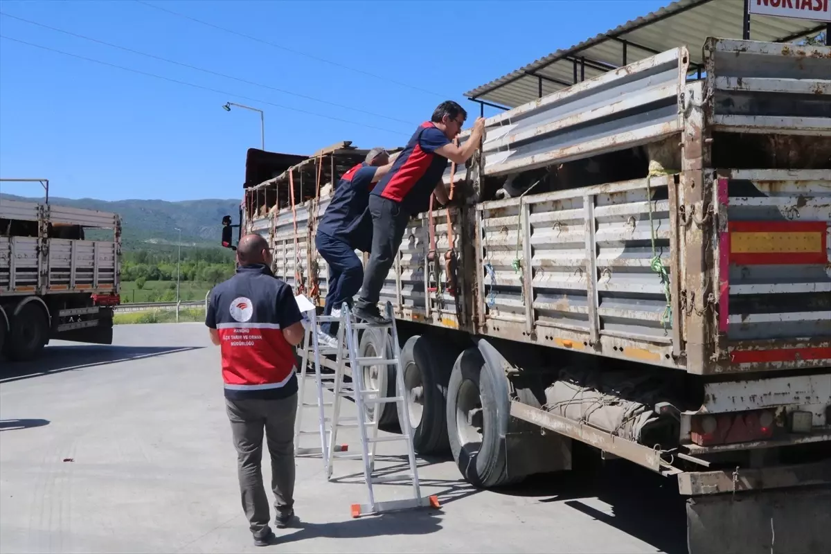Çankırı'da Kurbanlık Denetimleri Arttı