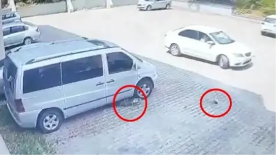 Bursa'da Aracın Altında Kedi Ezildi