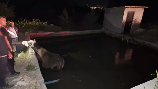İneği İtfaiye Kurtardı