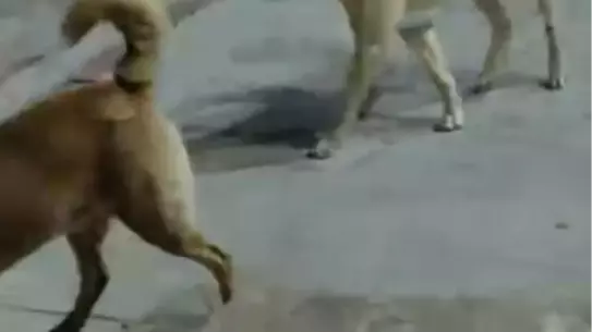 Köpek Saldırısı: Kedi Öldü