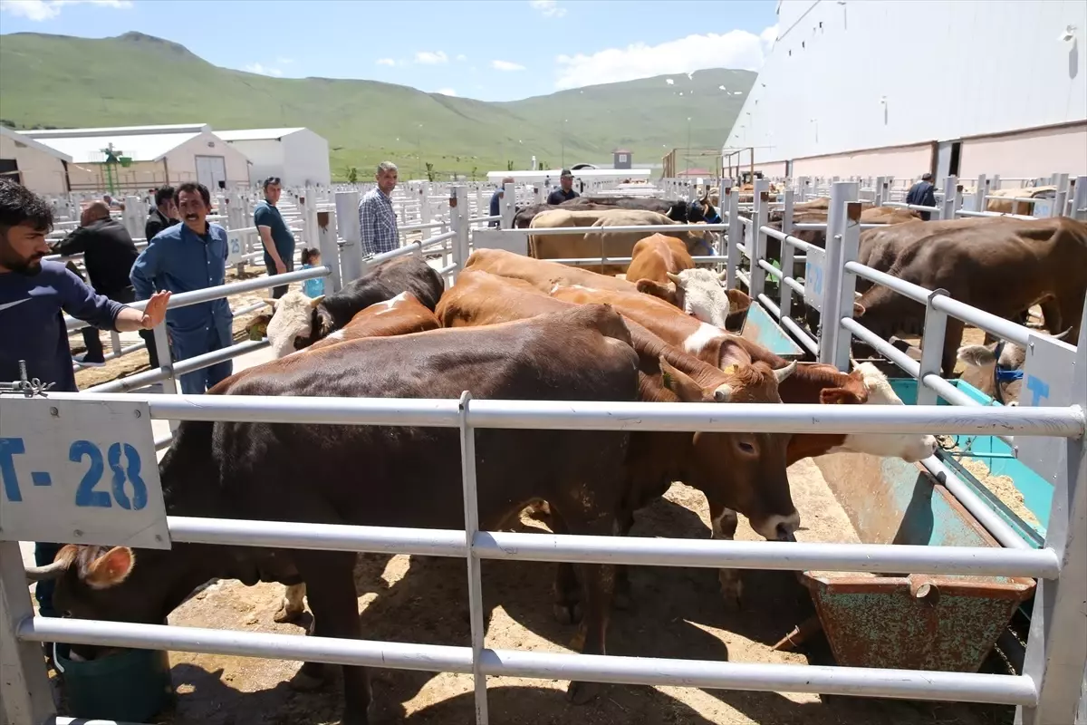 Kurban Bayramı İçin 80 Bin Hayvan Sevk Edildi