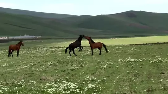 Kars'ta Yılkı Atları Doğada Görüntülendi