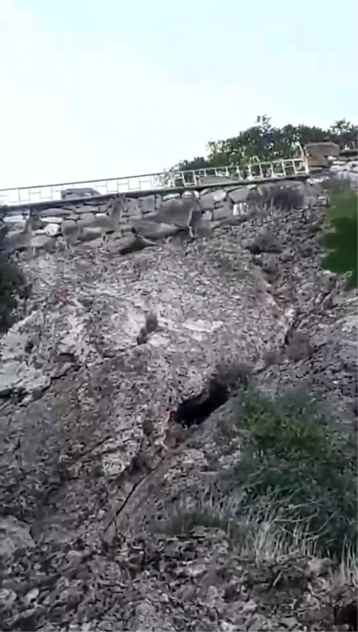 Dağ Keçileri Yola Kaya Parçaları Düşürdü