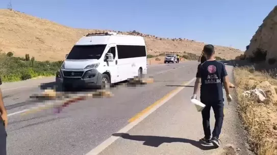 Nusaybin'de Minibüs Hayvan Sürüsüne Çarptı