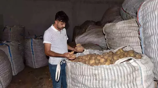 Ahlat'ta Patates Krizi