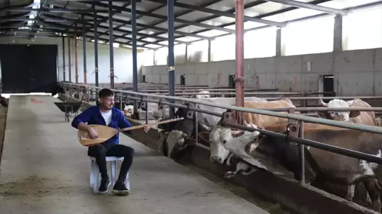 Müzik ve Tarım: Hayvanlarına Türkü Söyleyen Genç