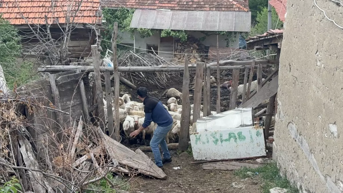 Kurtlar Koyunları Telef Etti