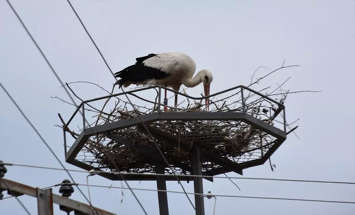 Leylekler Saraydüzü'nde Geri Döndü