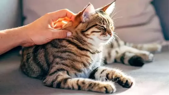 Kediler, sahiplerini kokusuyla ayırt ediyor