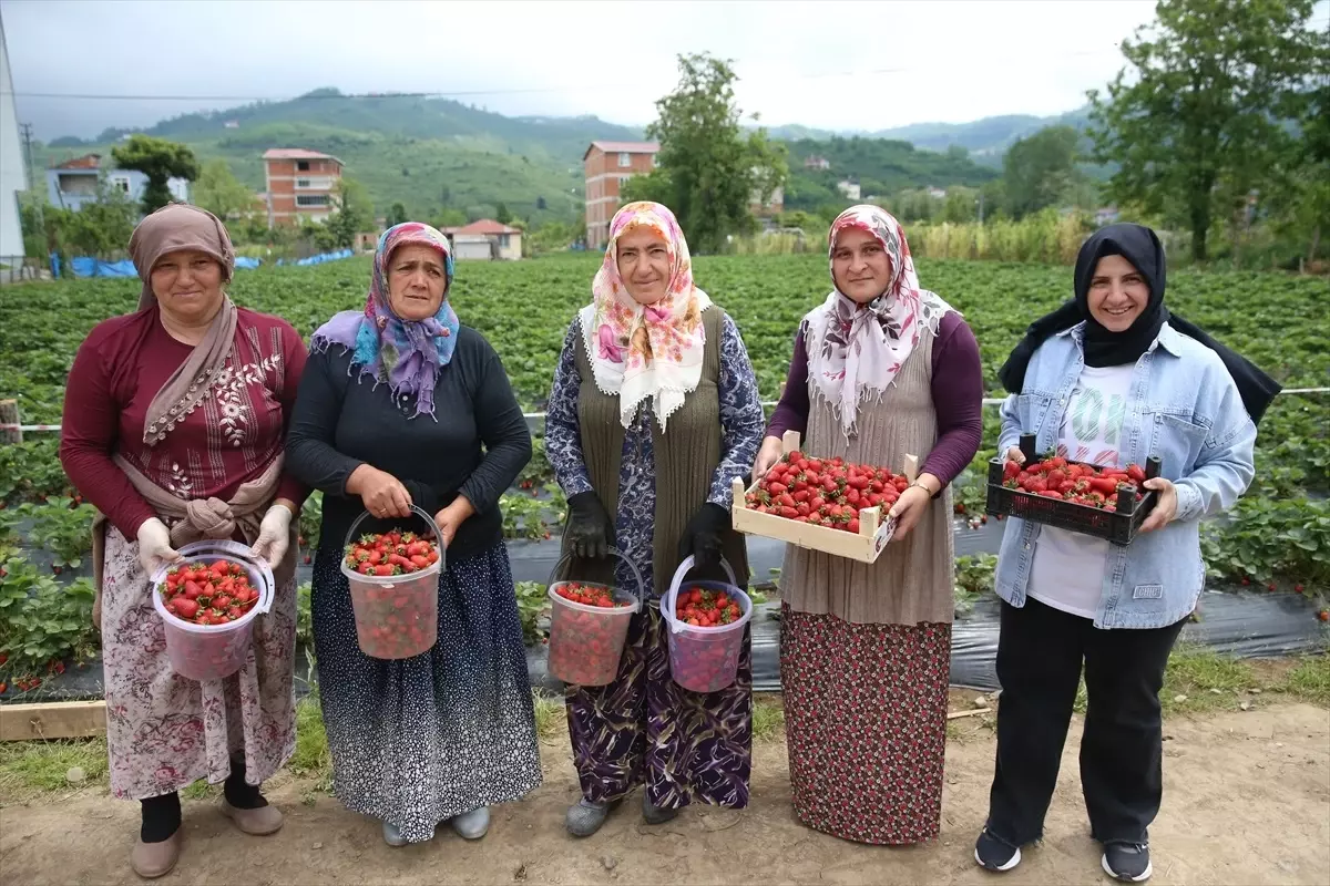 Ordu'da İlk Çilek Hasadı Başladı