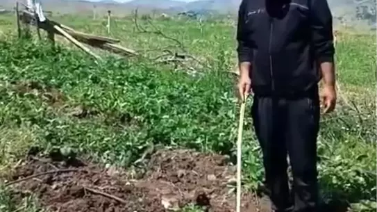 Elazığlı Çiftçi Domuzlara Sitem Etti