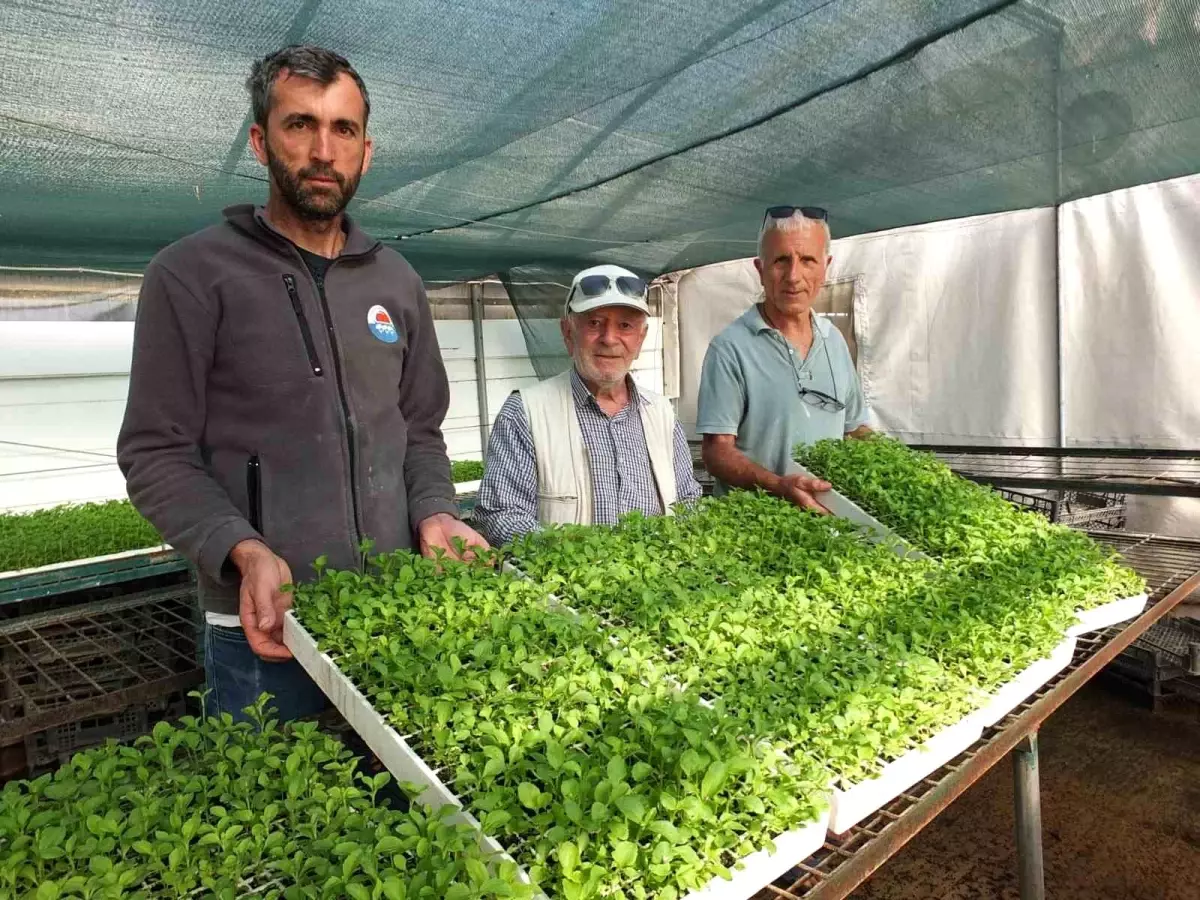Emekli Albay Stevia Fidesi Üretimine Başladı