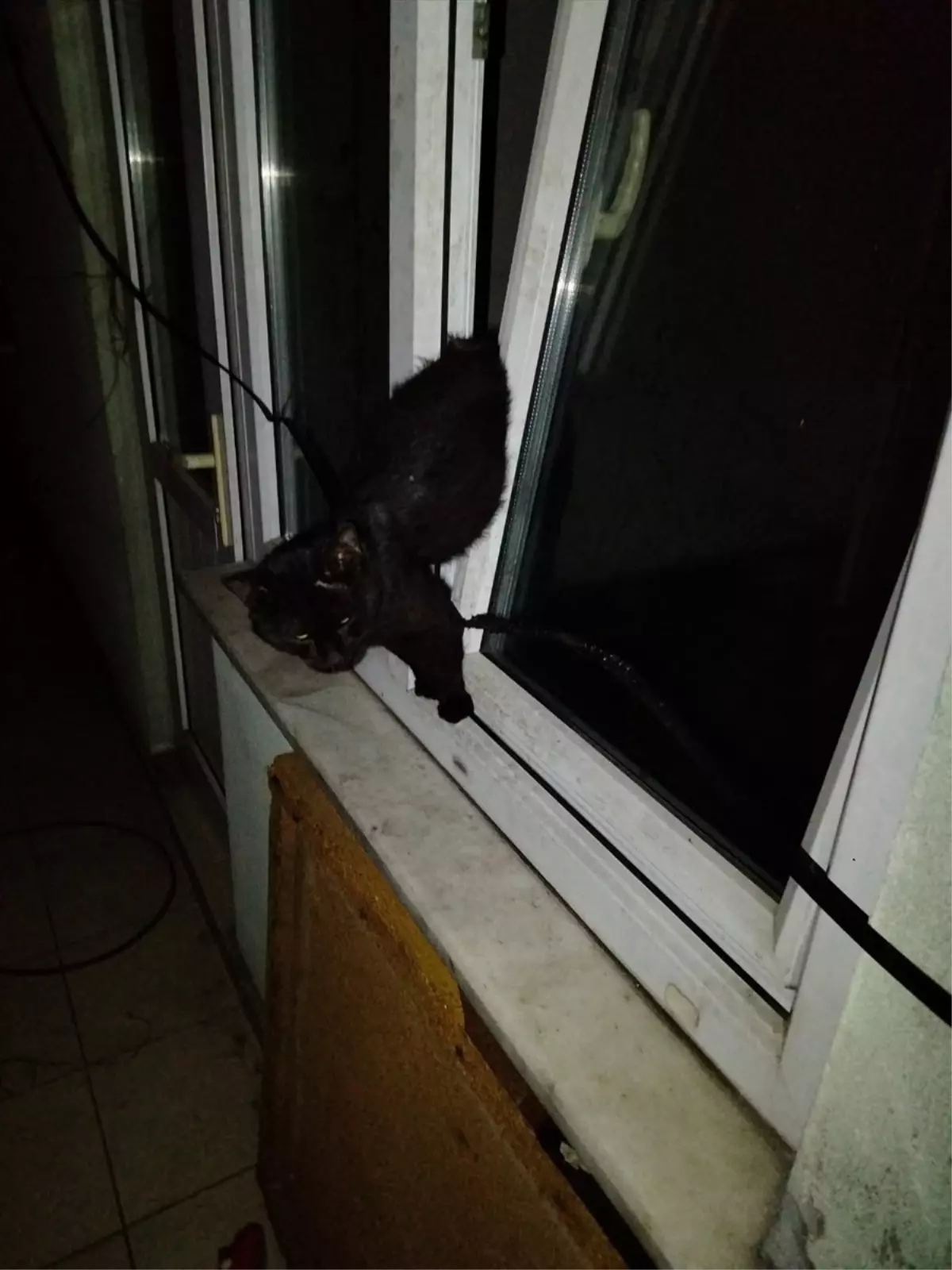 Alaplı'da Pencereye Sıkışan Kedi Kurtarıldı