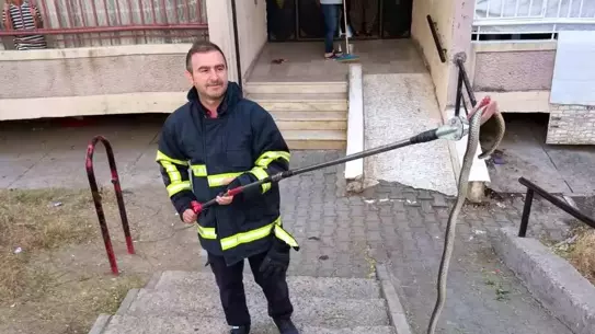 Batman'da 1 Metre Yılan İtfaiye Tarafından Yakalandı