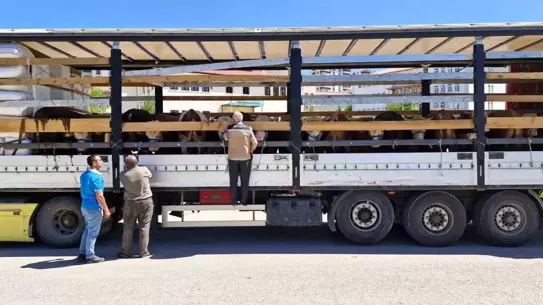 Bayburt'ta Kurbanlık Denetimleri Artıyor