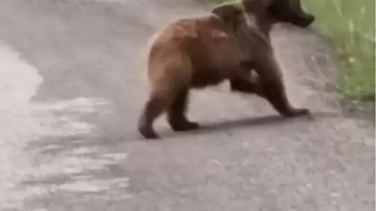 Yavru Ayı Doğada Görüntülendi