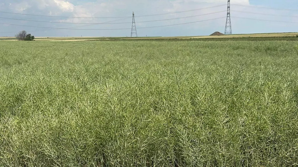 Tekirdağ'da Tırtıl Tedirginliği