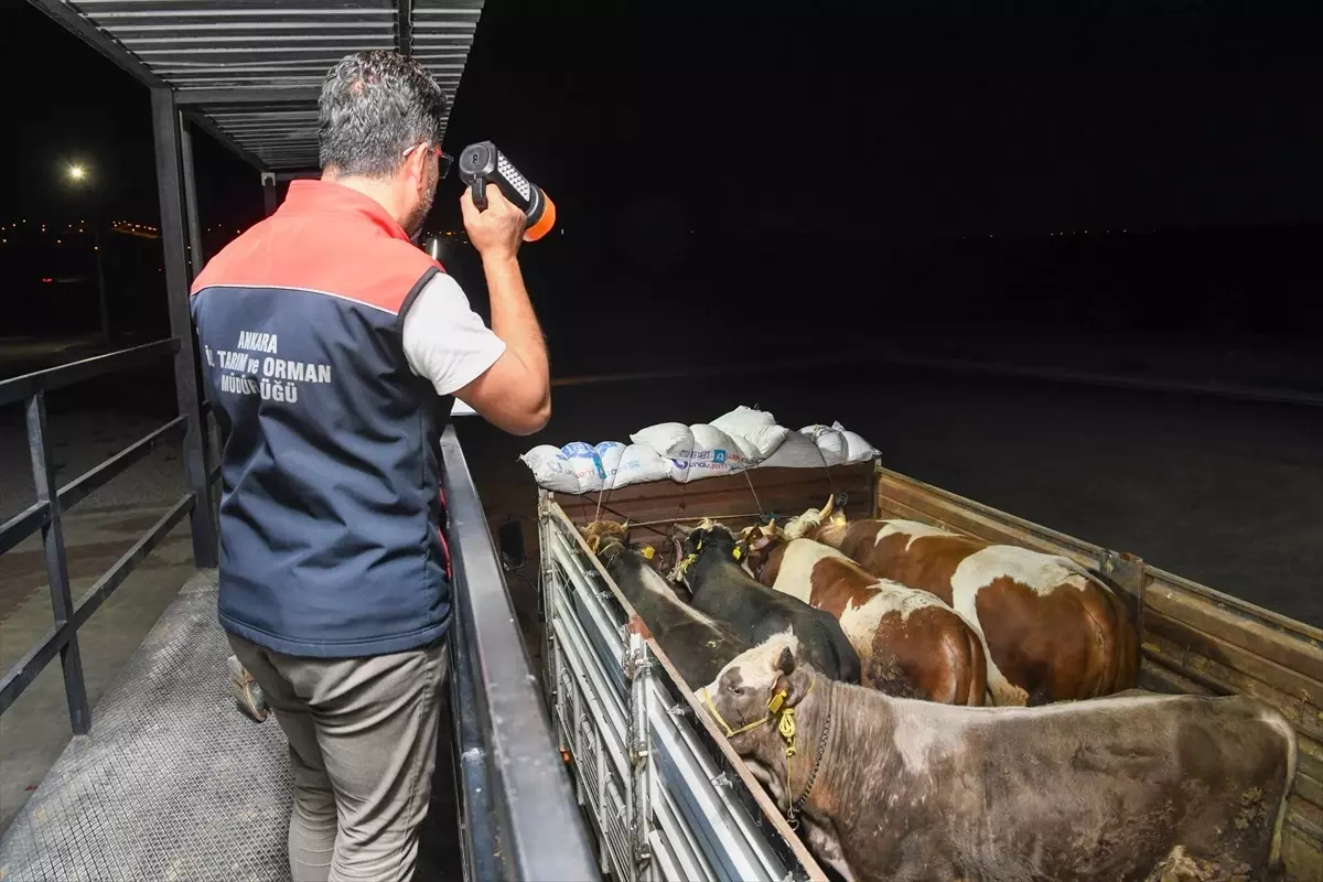 Kurban Bayramı Öncesi Hayvan Denetimleri