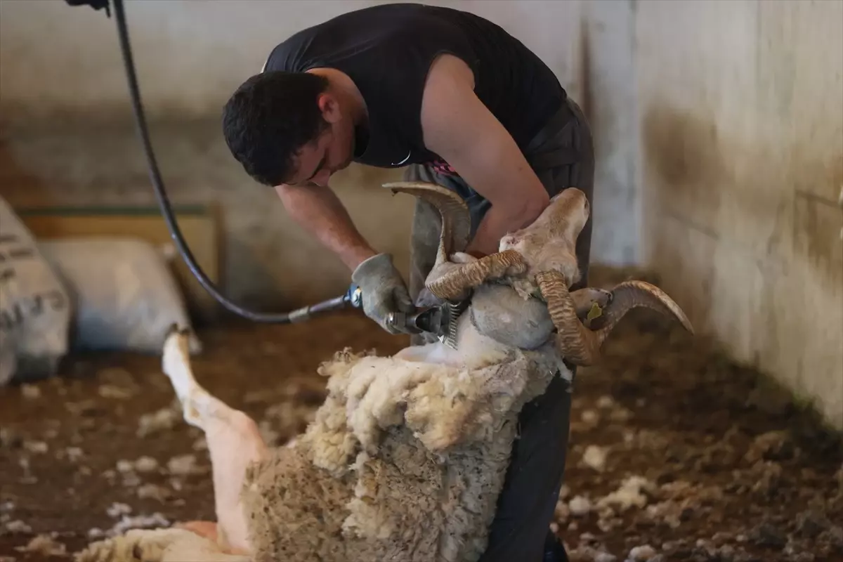 Kırklareli'de Kurbanlık Koyun Kırkımı Başladı