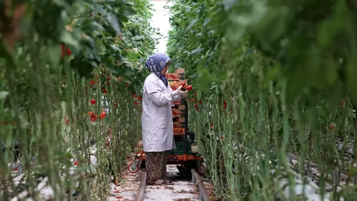 Sürdürülebilir Manisa Zirvesi'nde Jeotermal Seracılık Vurgusu