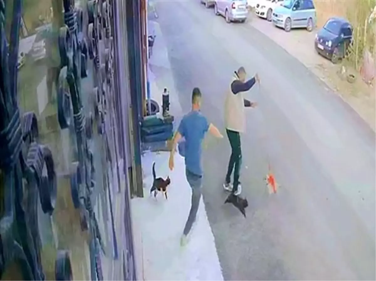 Köpeğe Saldıran Çılgın Kediler