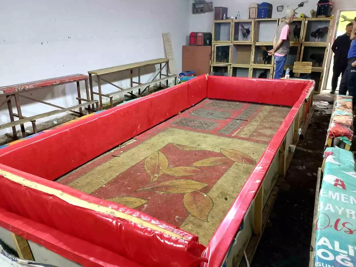 Samsun'da Horoz Dövüşü Baskını