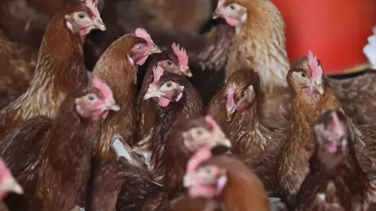 Ordu'da Yumurta Üretimi Hedefi 100 Milyon