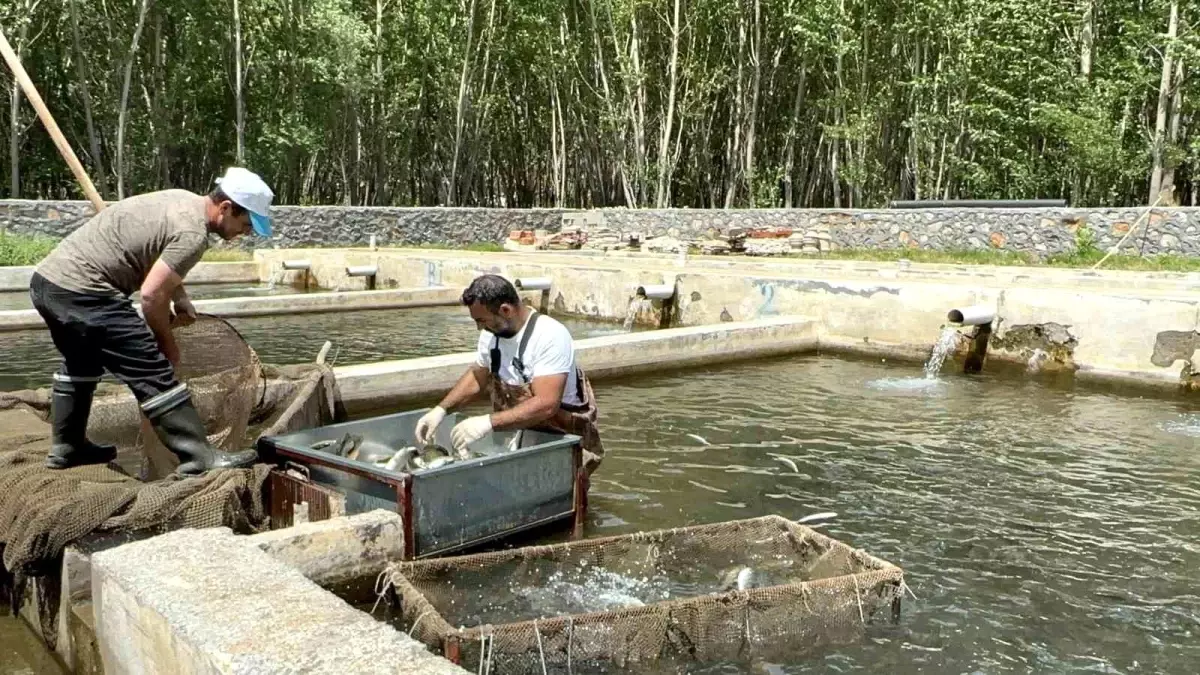 Malatya'da Su Ürünleri Üretimi ve Lezzeti Artıyor
