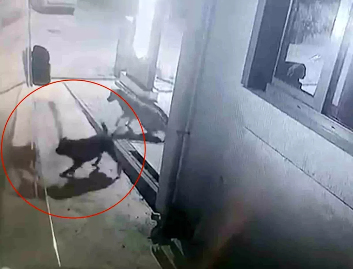 Köpekler Karavanı Parçaladı